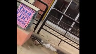 Desi panas Jaipur sari merah newal