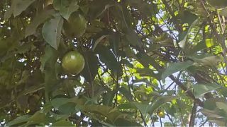 Ngentot di sawah, ibu-ibu desa India pamer memek basah kena angin